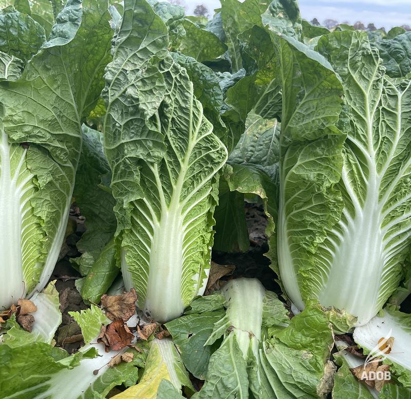 Kreatywne połączenia z kapustą pekińską