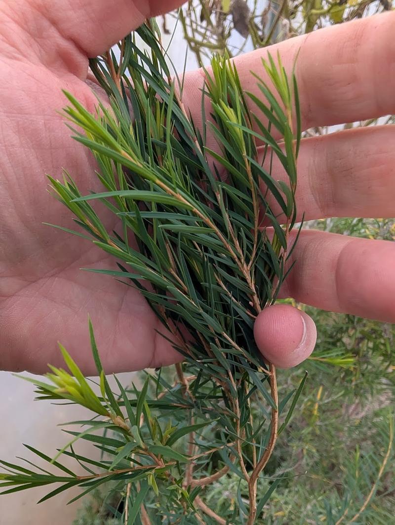 Herbata z roślin doniczkowych