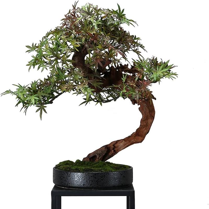 Najpopularniejsze rośliny na napary