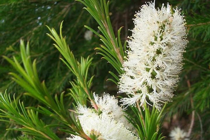 Właściwości zdrowotne herbat ziołowych