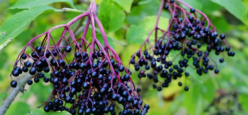 Herbata z czarnego bzu przepis