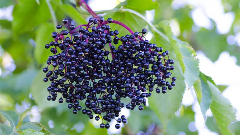 Naturalne składniki w przygotowaniu herbaty