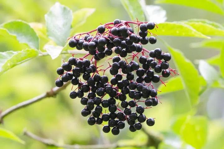 Odkryj smak zdrowia: Domowa herbata z owoców czarnego bzu w prostym przepisie
