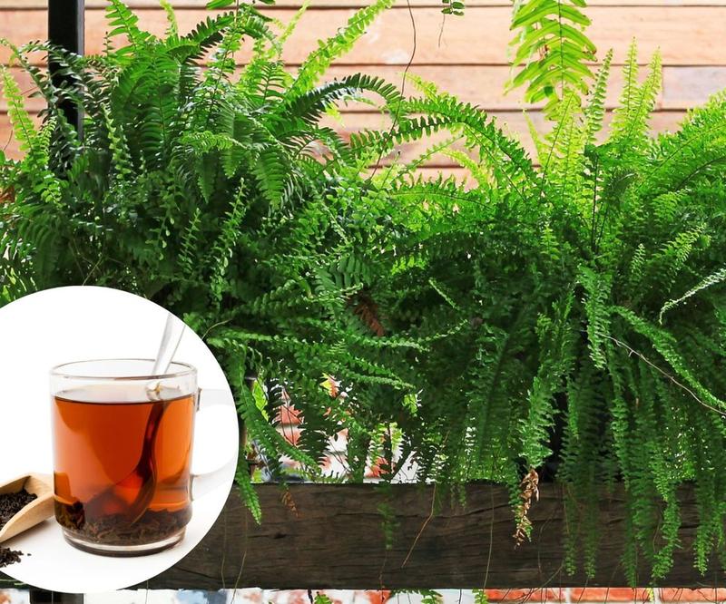 Herbaciany kompost i zdrowa ziemia